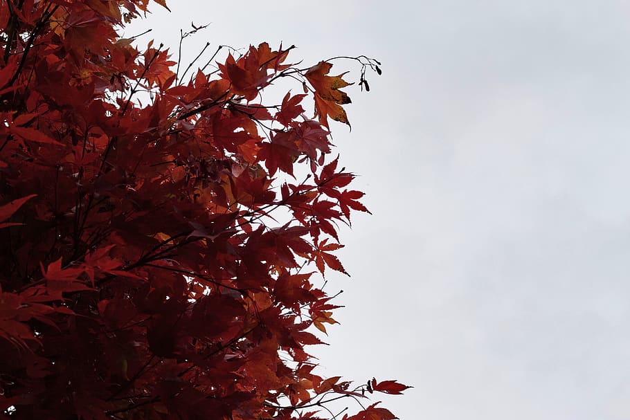 united states, glenmoore, fall, tree, leaves, dying, low angle view HD wallpaper