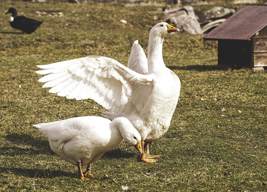 goose, pair, white, feather, wing, animal, pets, waterfowl HD wallpaper