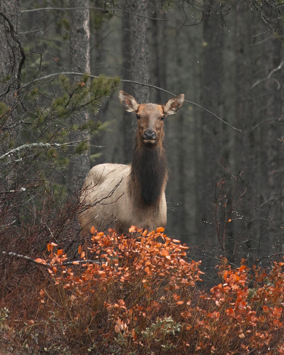 brown deer, elk, animal, mammal, wildlife, antelope, tree, kangaroo HD wallpaper