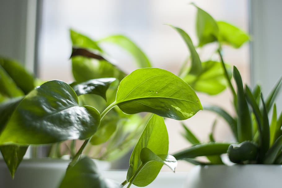 leaf, plant, flower, green, blossom, light, sunshine, anthurium HD wallpaper