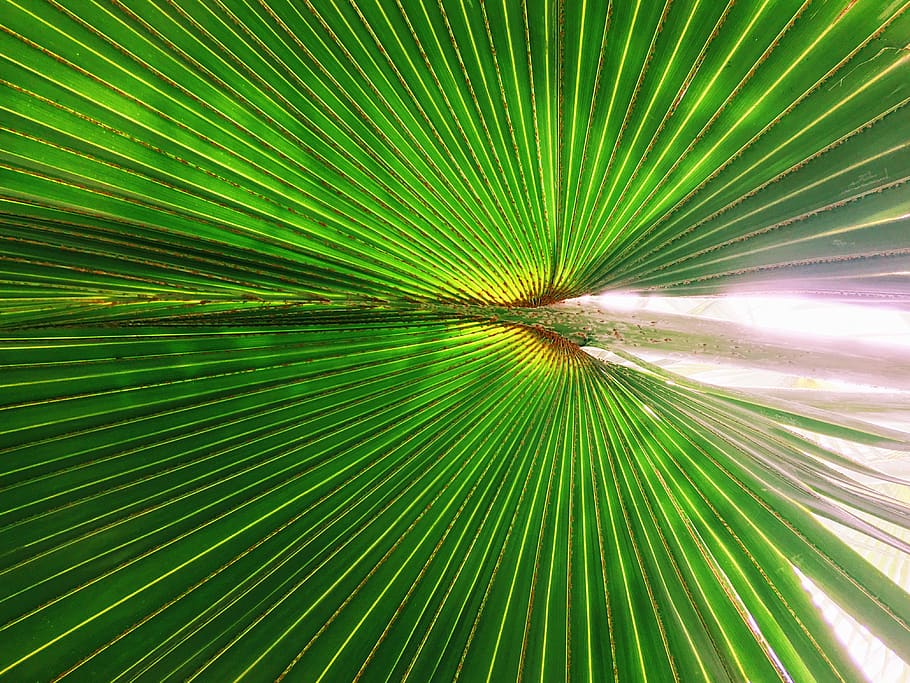 plant, nature, closeup, leaf, green, light, full frame, green color HD wallpaper