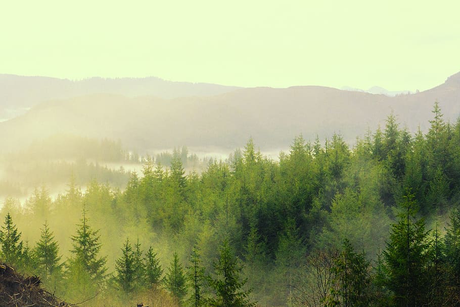 pine trees painting, plant, mountain, beauty in nature, forest HD wallpaper