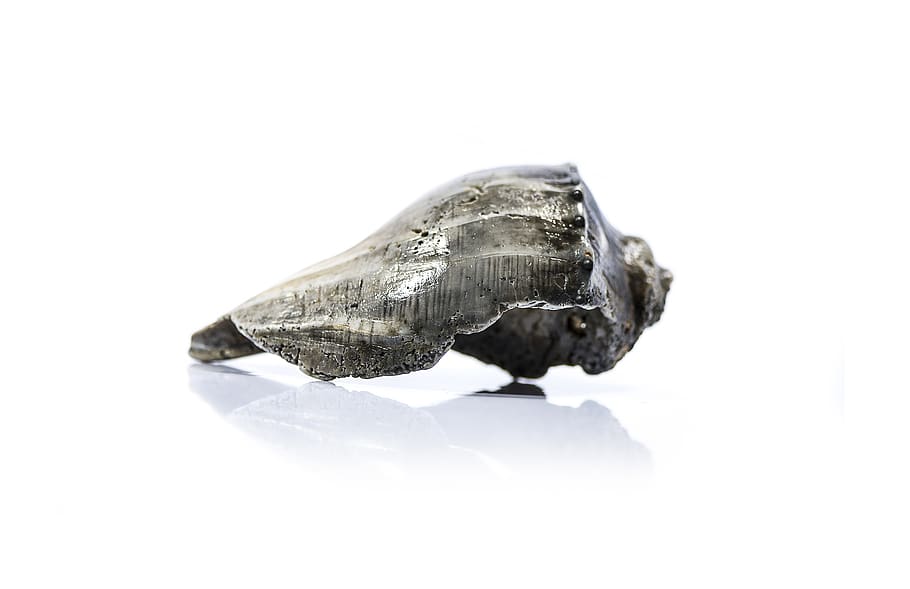 seashell, beach, ocean, close-up, turtle, studio shot, no people HD wallpaper