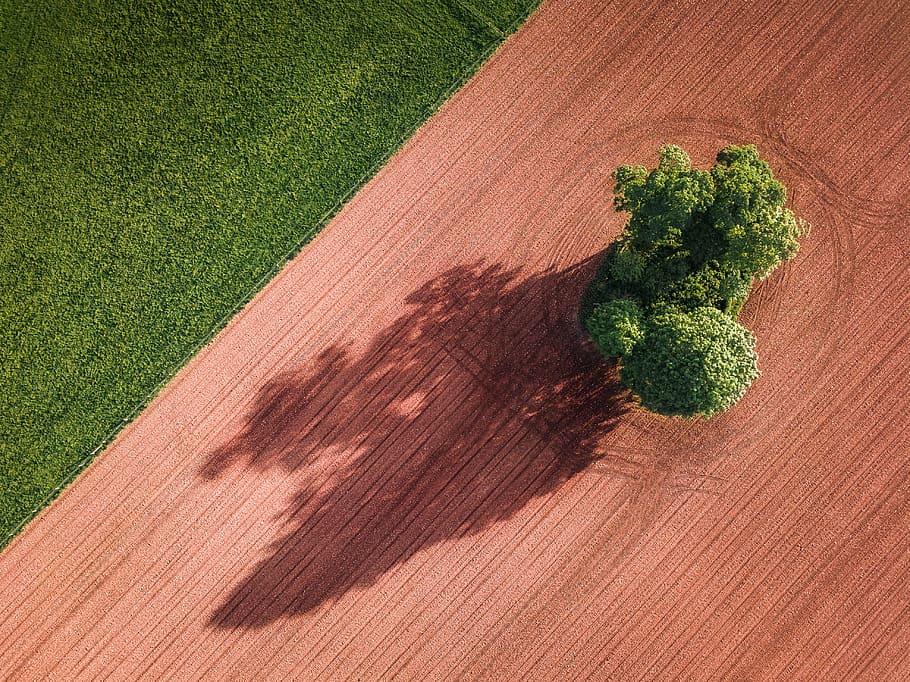 green tree under sunny sky, green color, no people, wood - material HD wallpaper
