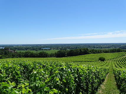 vineyard, grapes, wine, druivenstok, landscape, bordeaux, plant HD wallpaper