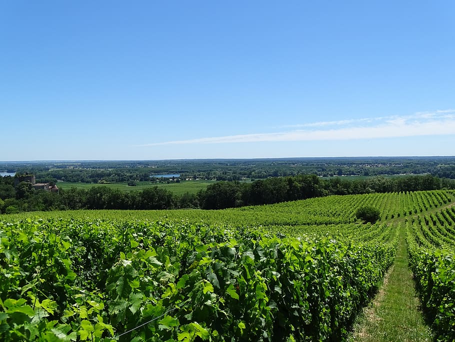 vineyard, grapes, wine, druivenstok, landscape, bordeaux, plant HD wallpaper