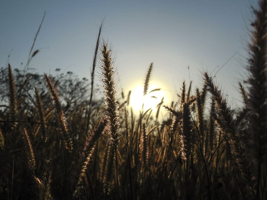 Plants During Sunset, crop, grass, rye, growth, sky, tranquility HD wallpaper