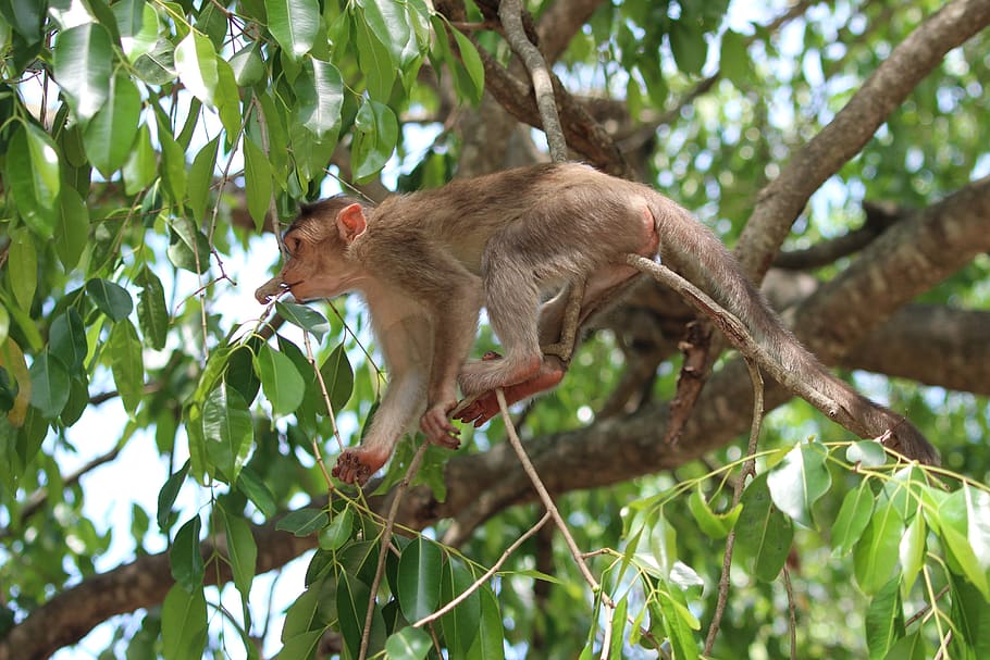 monkey, branch, wild, leaves, mammal, animal themes, tree, plant HD wallpaper
