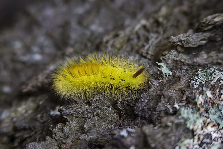 rock, yellow, worm, caterpillar, insect, blur, one animal, animal themes HD wallpaper