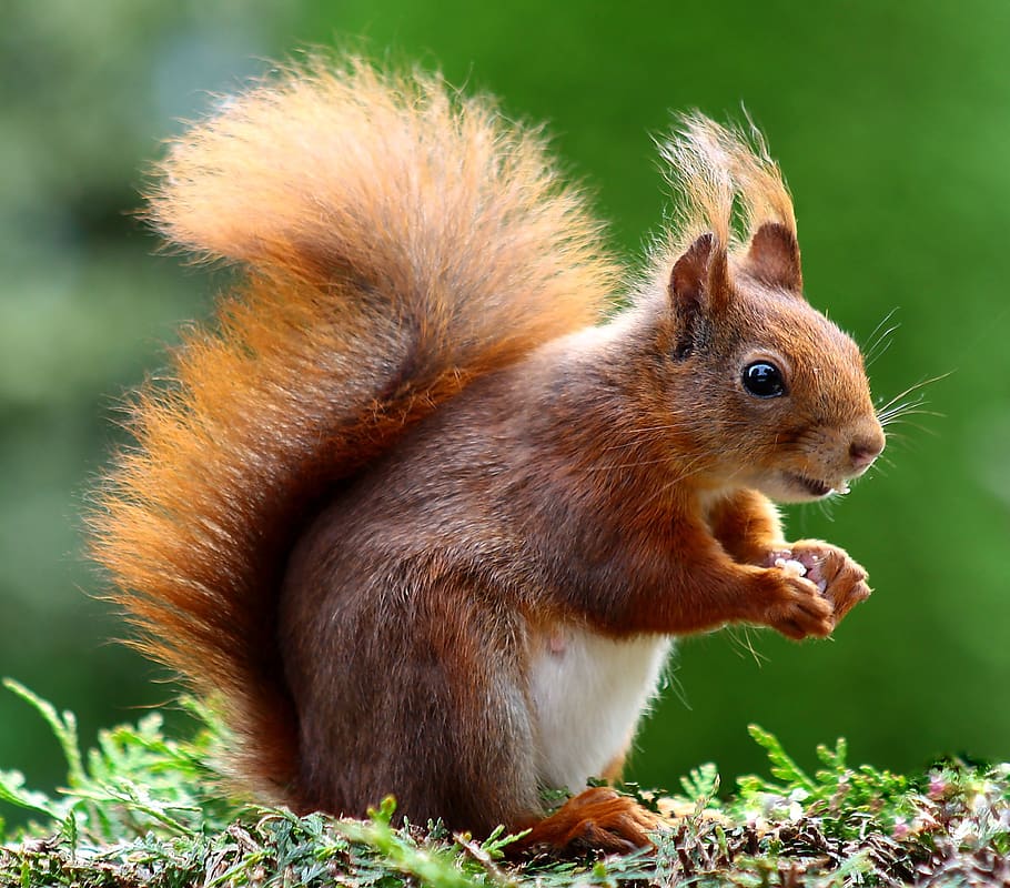 Brown Squirrel, animal, creature, cute, fur, furry, rodent, tail HD wallpaper