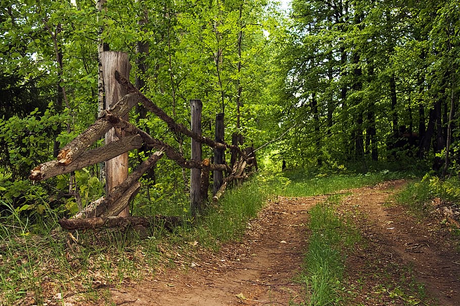 day, daylight, environment, foliage, forest, green, landscape HD wallpaper