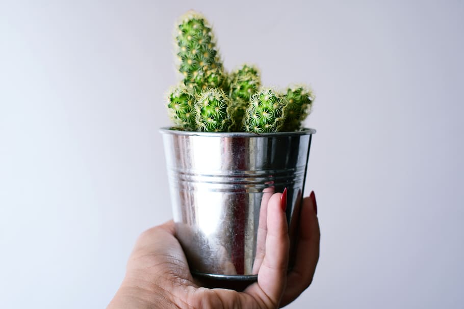 Person Holding Can With Cactus Plant, close-up, growth, hand HD wallpaper