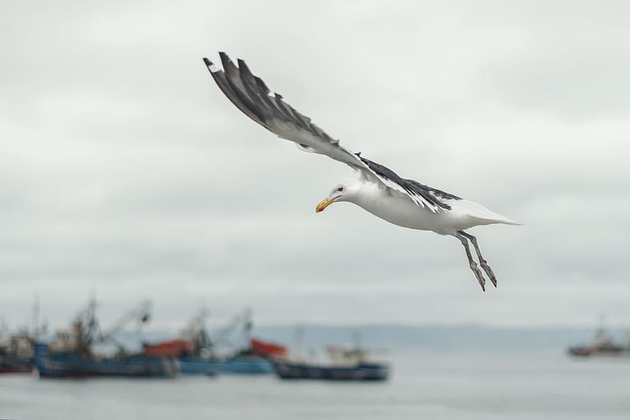 bird, flying, seagull, wing, landscape, animals in the wild HD wallpaper