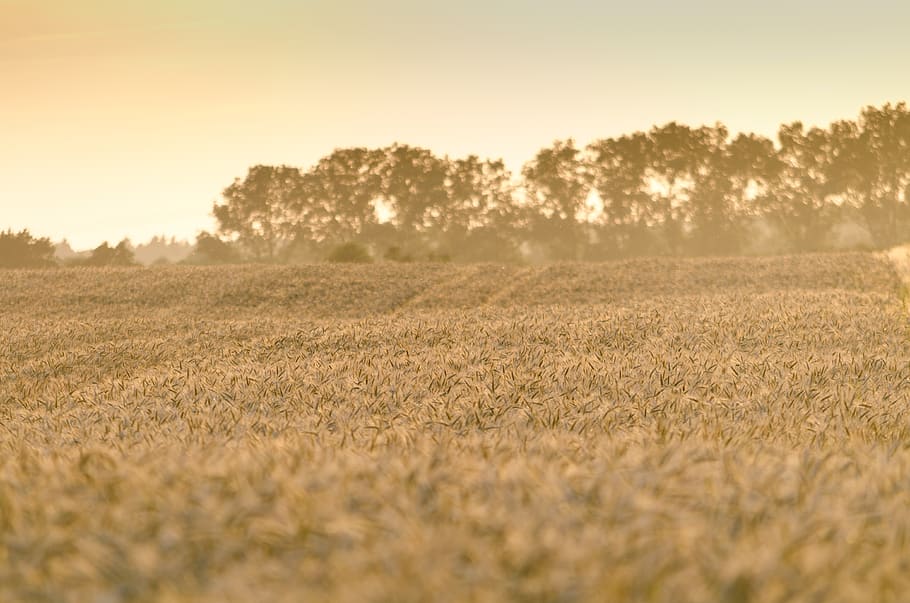 landscape, summer, nature, field, sunset, plant, sky, environment HD wallpaper