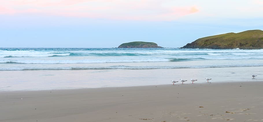beach, sandy, sunset, seagulls, sky, surf, land, water, beauty in nature HD wallpaper