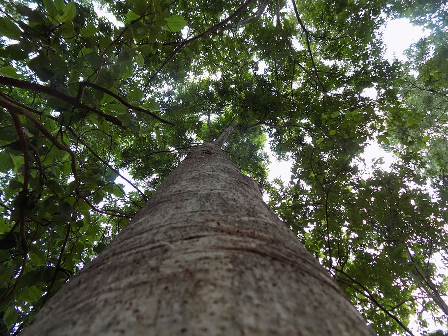 trees, low angle view, plant, tree trunk, growth, no people HD wallpaper