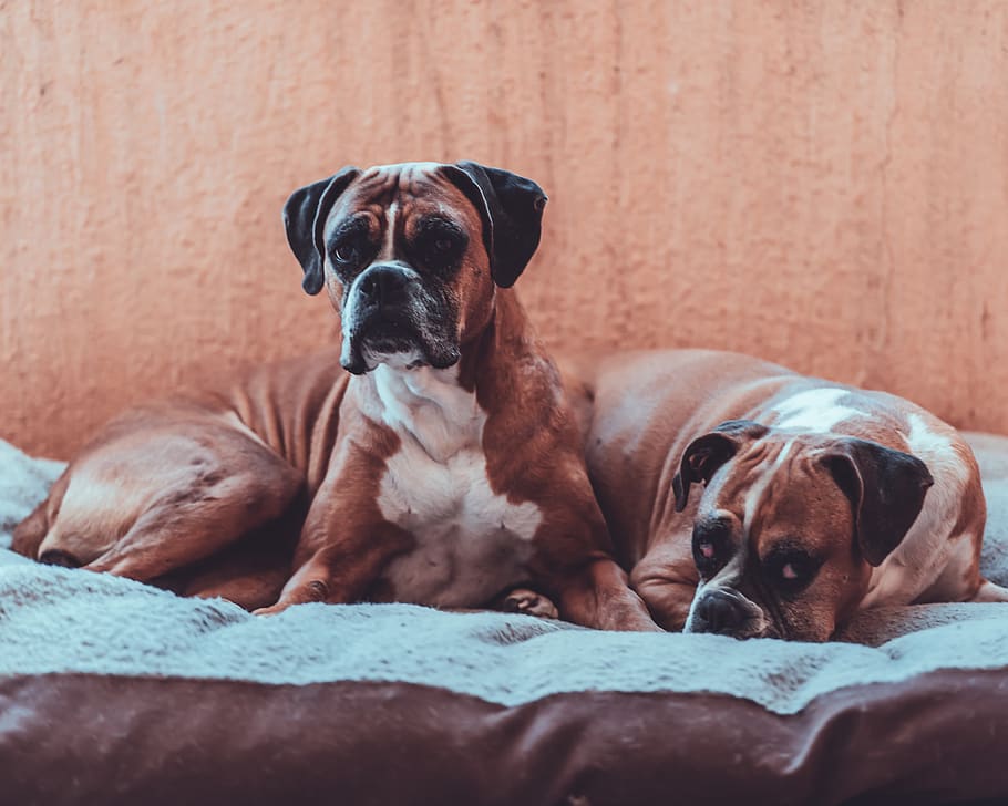 two tan dogs, canine, animal, bulldog, boxer, pet, mammal, furniture HD wallpaper