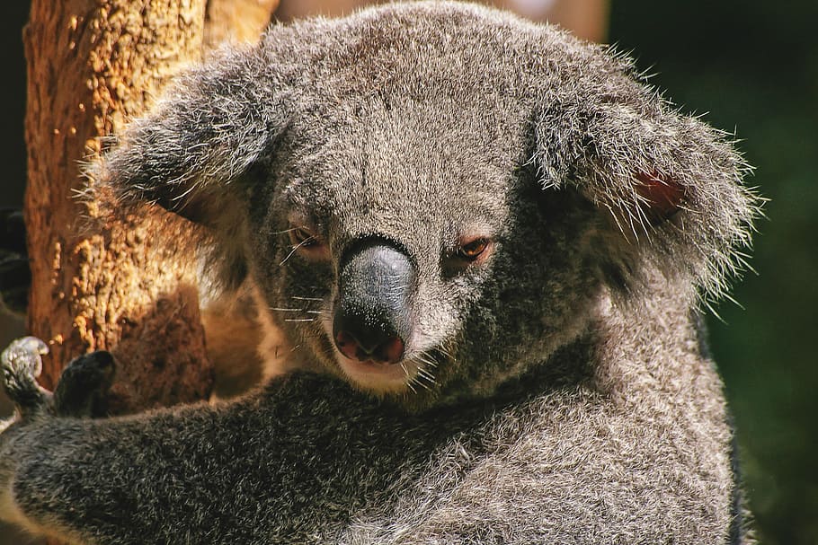 Koala Bear, animalsNature, australia, animal themes, one animal HD wallpaper