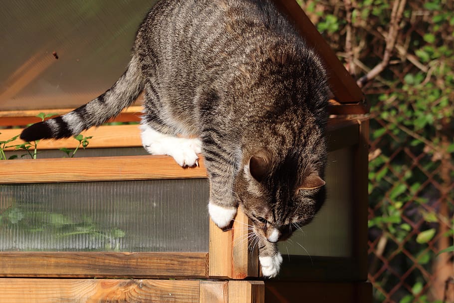cat, mackerel, climb, pet, domestic cat, animal themes, one animal HD wallpaper