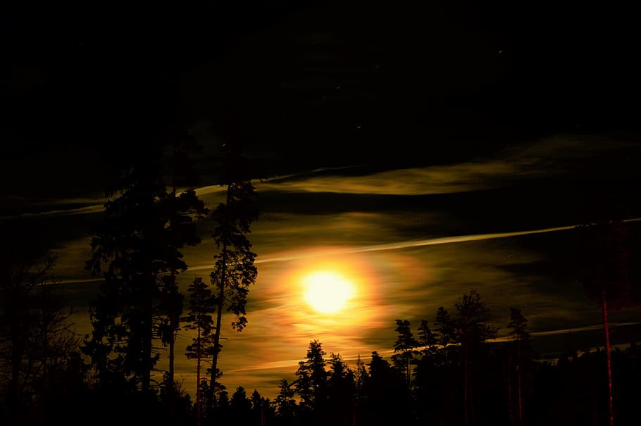 sweden, moon, night, tree, trees, forest, full moon, outdoor HD wallpaper