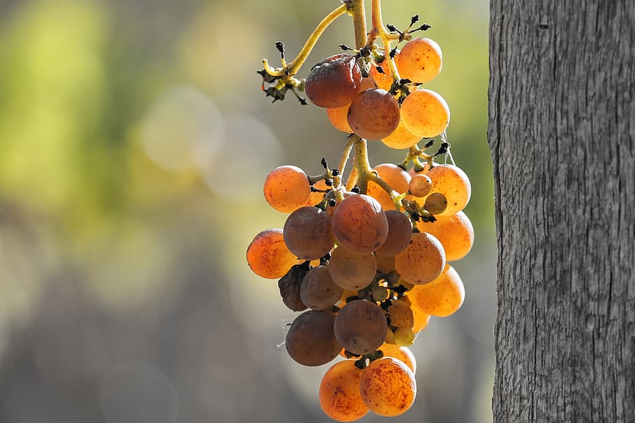 grape, vine, wine, of course, nature, fruit, winegrowing, green grapes, HD wallpaper