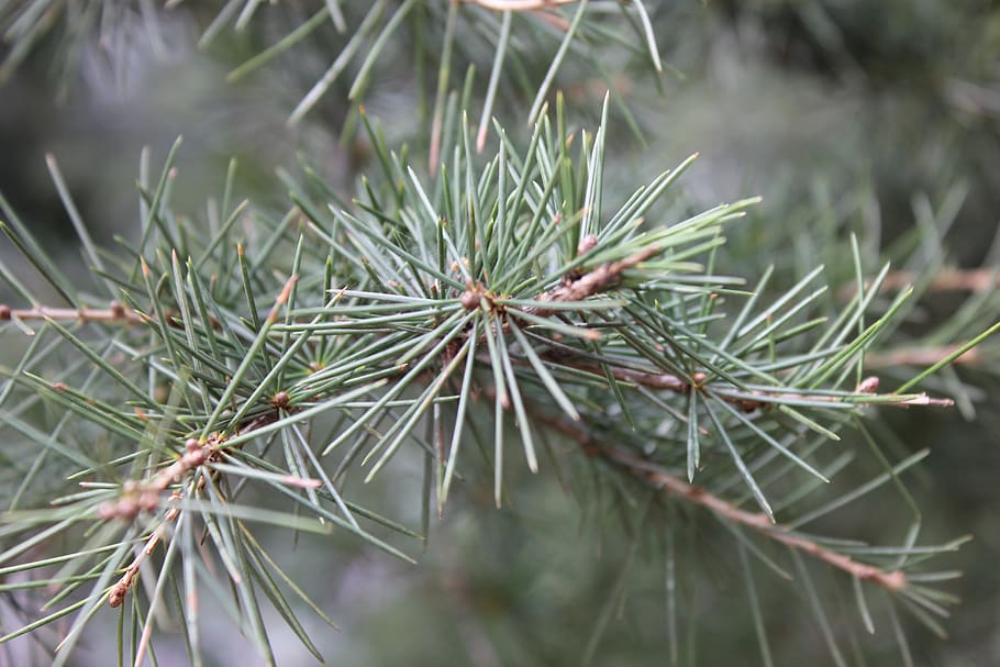 pine, forest, wild, nature, foggy, cold, green color, plant HD wallpaper