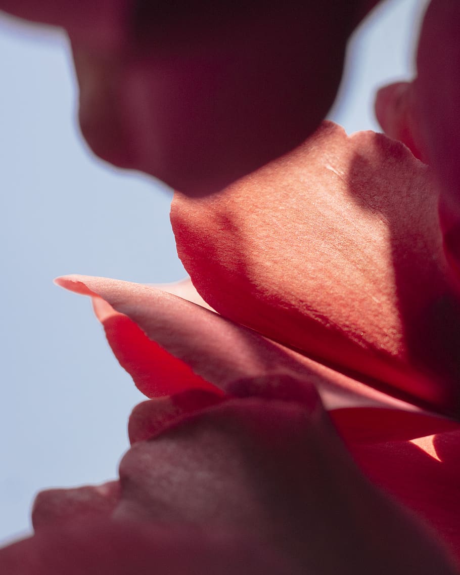 orange-petaled flowers, human hand, human body part, one person HD wallpaper