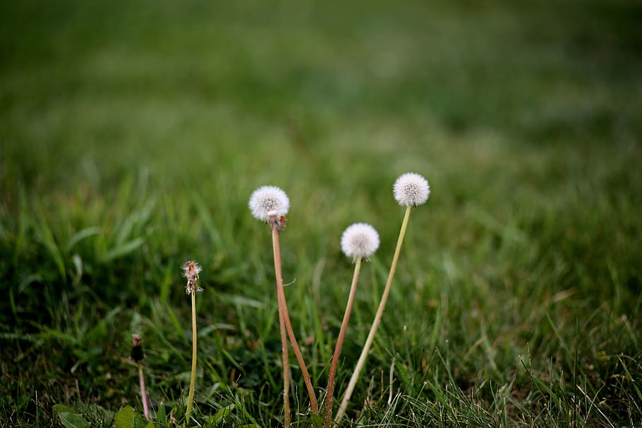 united states, lakeside, fall, dandelion, plant, green, flower HD wallpaper