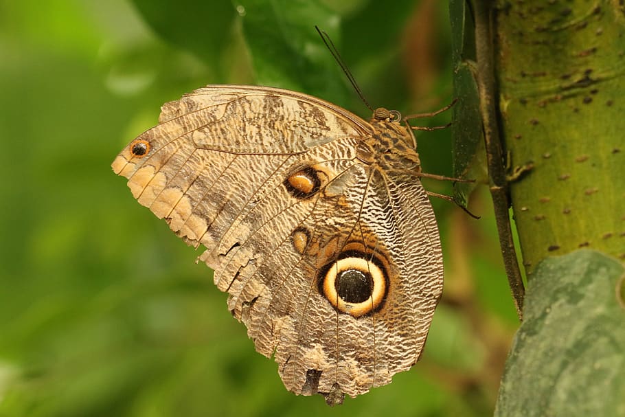 butterfly, nature, insect, macro, close up, animal world, snake HD wallpaper
