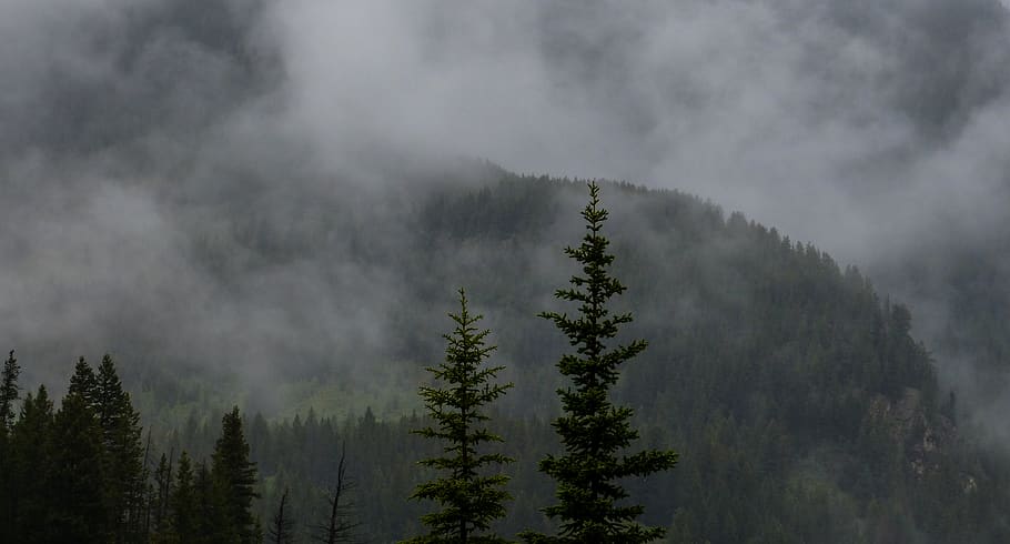 mountain with trees covered with mist, spruce, exshaw, canada HD wallpaper