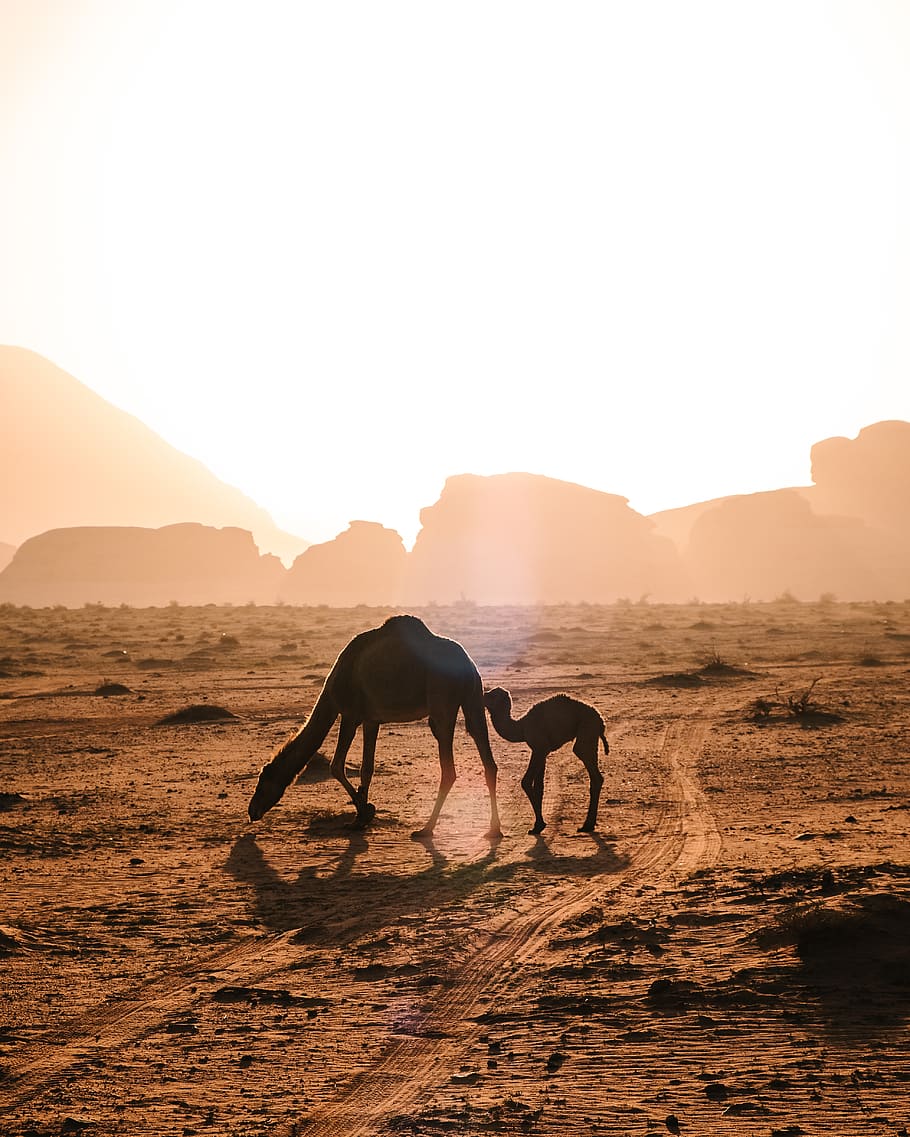 two camels on brown deserted place, nature, wadi rum, jordan, HD wallpaper