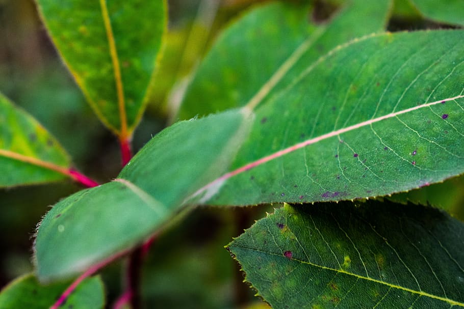 leaf, green, nature, forest, plant, tissue, pattern, tree, spring HD wallpaper
