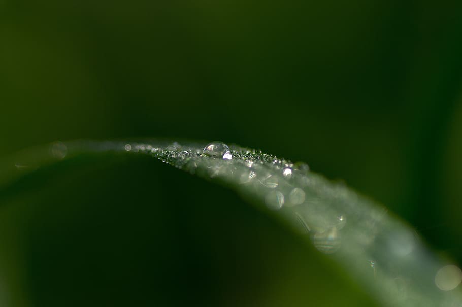 grass, water, drops, dew, green color, close-up, plant, selective focus HD wallpaper