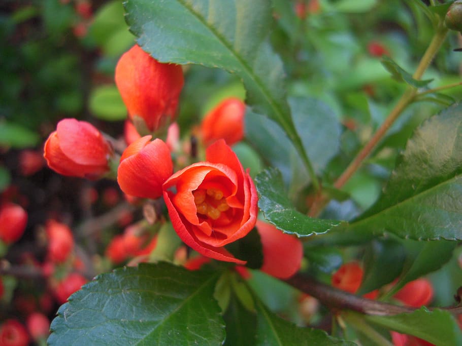 flowers, orange, spring, plant part, leaf, growth, freshness HD wallpaper