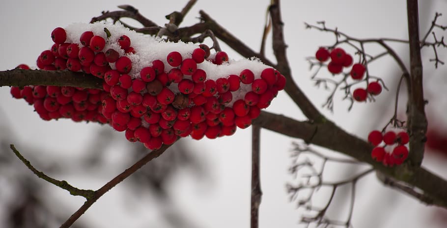 winter, snow, berries, cold, nature, landscape, snowflake, wintry HD wallpaper