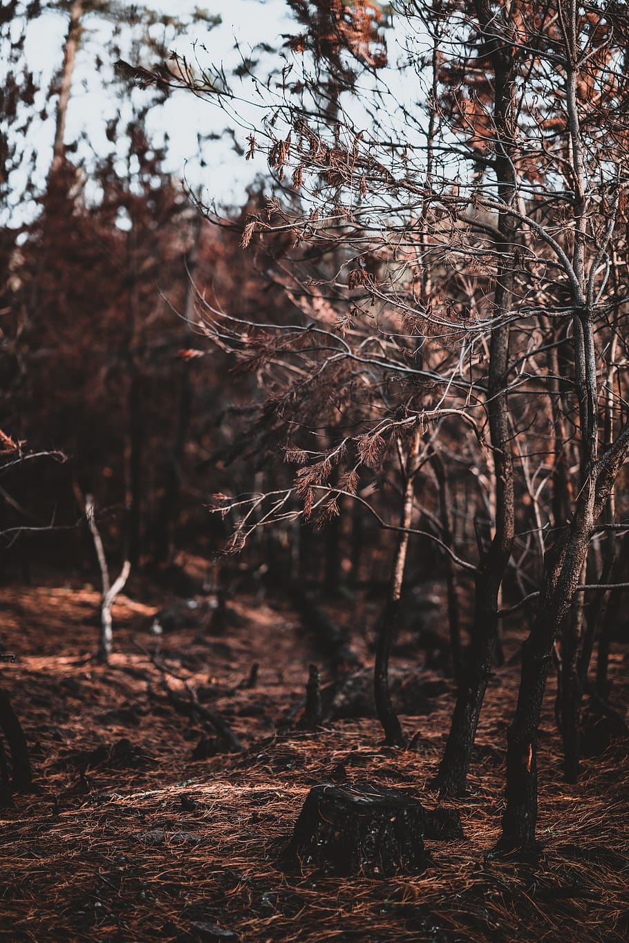 brown-leafed trees, plant, tree trunk, ground, vegetation, outdoors HD wallpaper