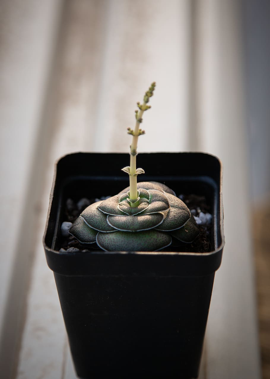 green succulent plant, potted plant, growth, close-up, focus on foreground HD wallpaper