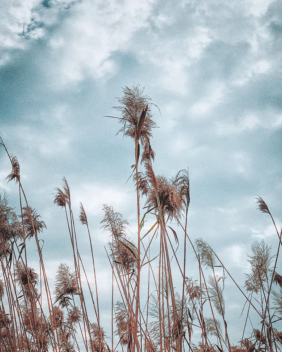 brown plants during daytime, cloud - sky, growth, low angle view HD wallpaper