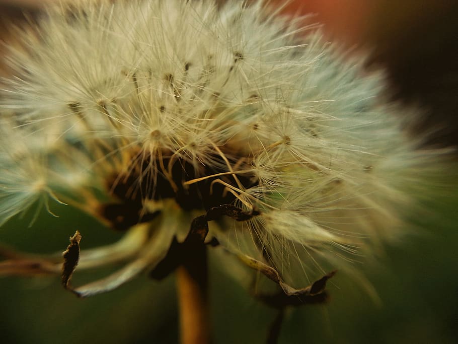 flower, fragility, vulnerability, flowering plant, close-up HD wallpaper