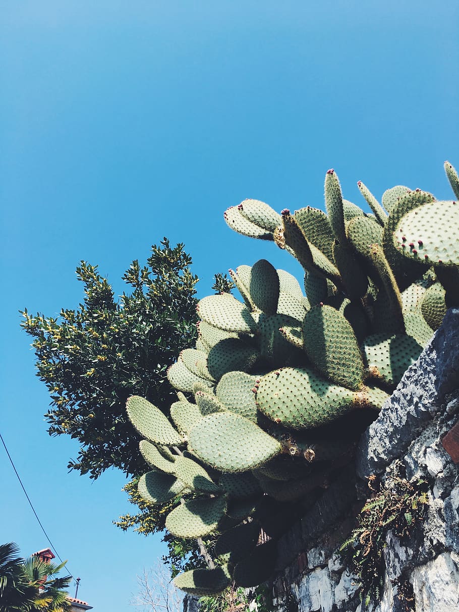 croatia, vrsar, cacti, sky, succulent, plant, nature, cactus, HD wallpaper
