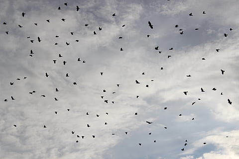 dig, crow, flight, bird, animal, black, raven bird, swarm, sky HD wallpaper