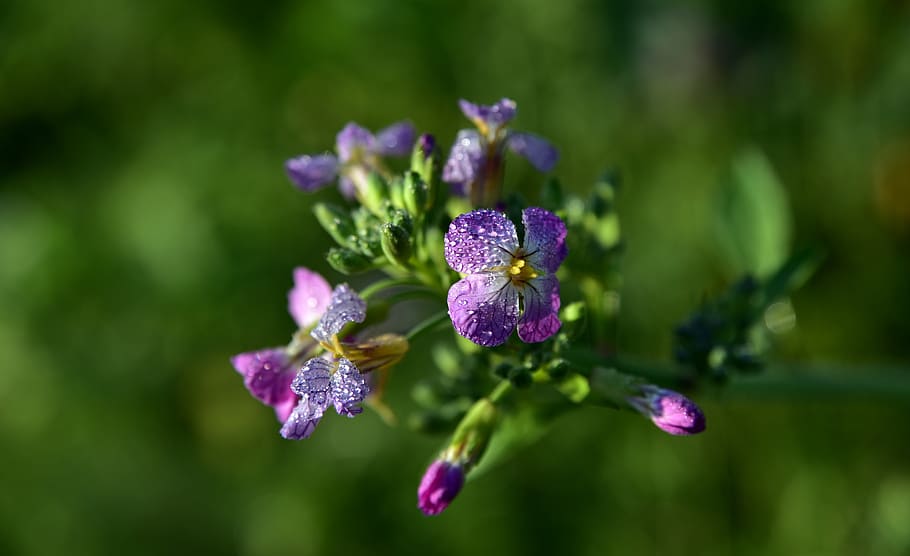 blossom, bloom, flower, small, tender, drip, dewdrop, meadow HD wallpaper