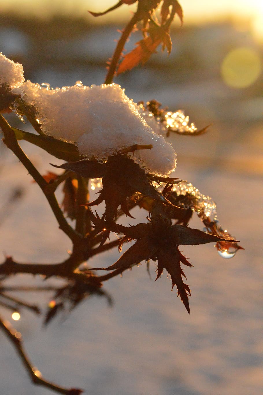 snow, winter, droplets, cold, wintry, trees, outdoors, clouds HD wallpaper