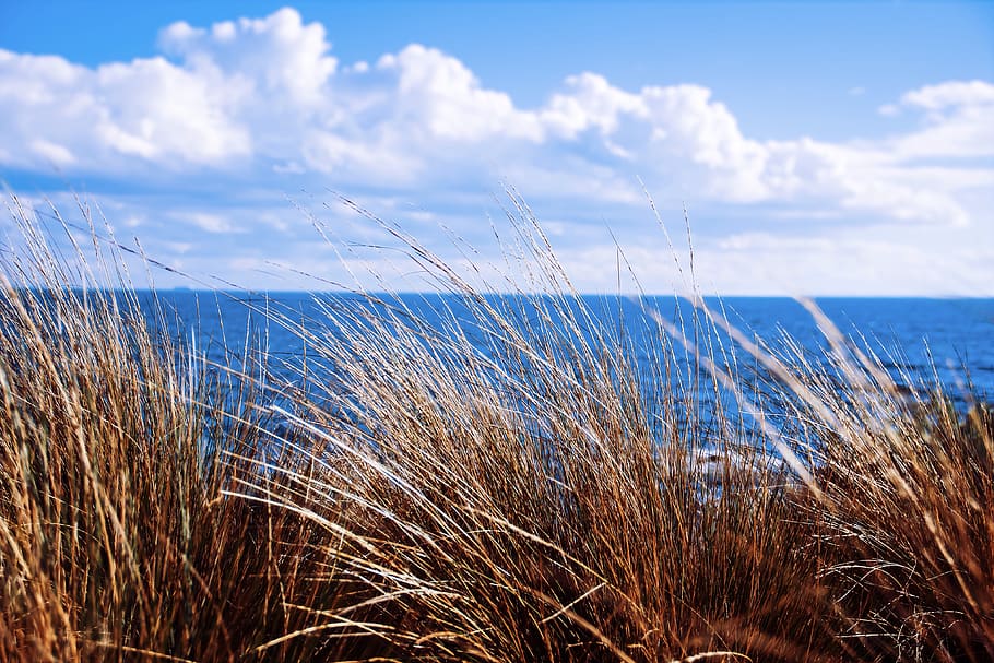 nature, beach, aussie, water, sea, sky, cloud - sky, beauty in nature HD wallpaper