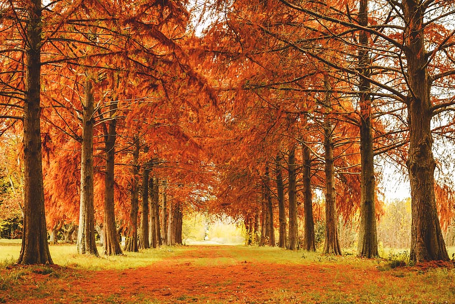 Trees in Fall, nature, autumn, branch, forest, orange, path, red HD wallpaper