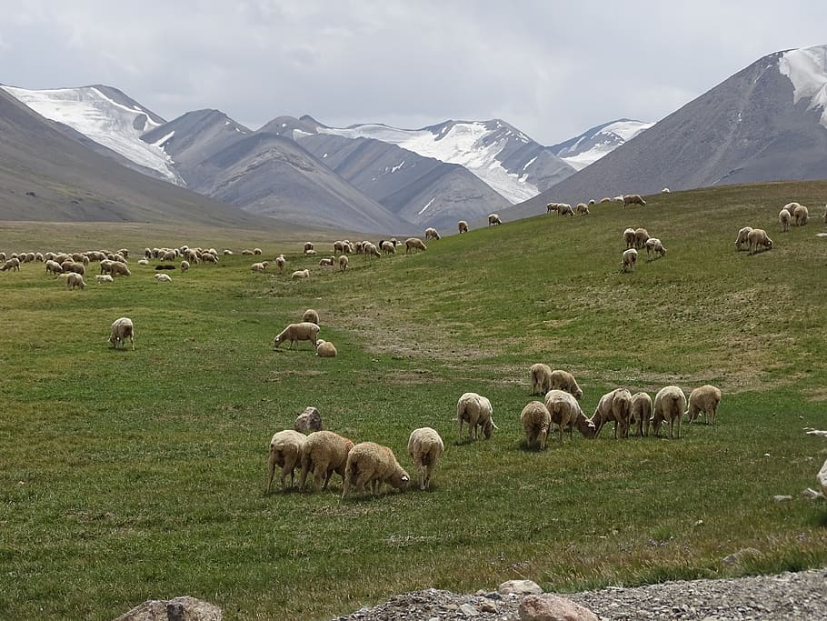 mountains, alpine meadow, pasture, herd, sheep, flock, group of animals, HD wallpaper