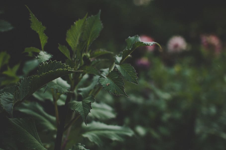 Green Leaf Plant, blur, blurred background, close-up, colors HD wallpaper