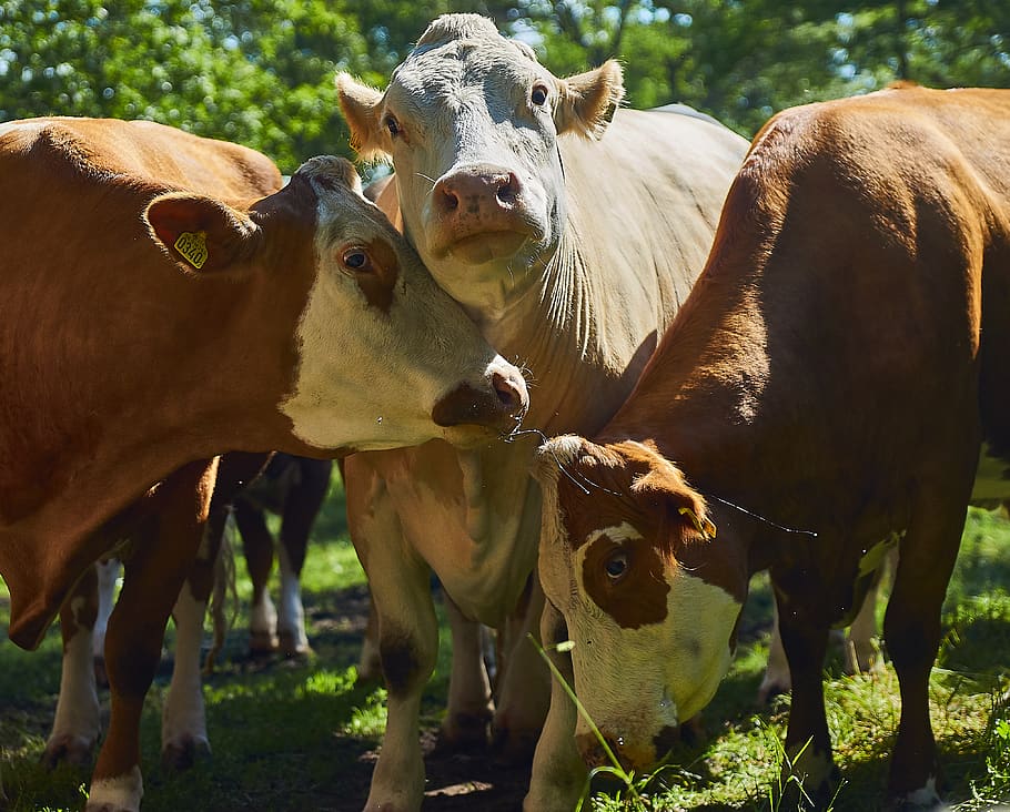 cows, battle, attention, grass, ladies, group of animals, livestock HD wallpaper