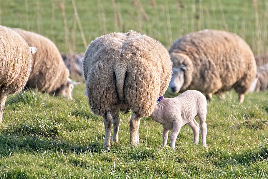 sheep, lamb, lambs, farm, wool, cattle, animals, herd, countryside HD wallpaper