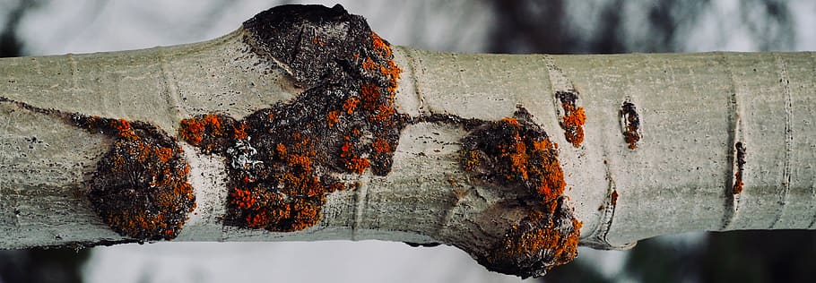 tree, forest, micro forest, everwildme, no people, focus on foreground HD wallpaper